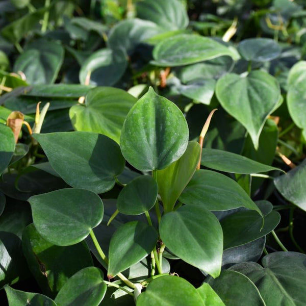 Anua Heartleaf Skincare: Why It’s One of the Best Products for Sensitive Skin