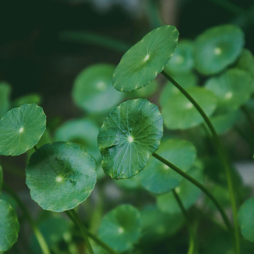 Centella Asiatica